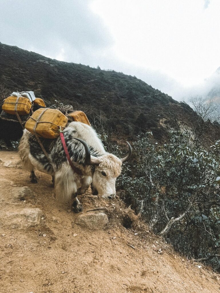 ladakh trip